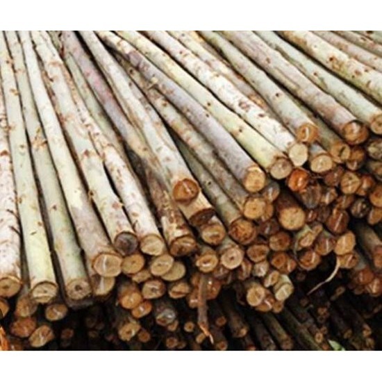 ร้านขายไม้ยูคา นิมิตใหม่ ร้านขายไม้ยูคา นิมิตใหม่ 